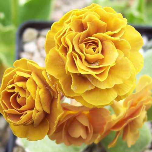 Primula auricula 'Golden Splendour' - Kõrvikpriimula 'Golden Splendour' P9/0,55L